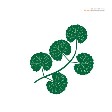 Centella asiatica icon on white background. Herbs help to heal inflammation. vector illustration.のイラスト素材