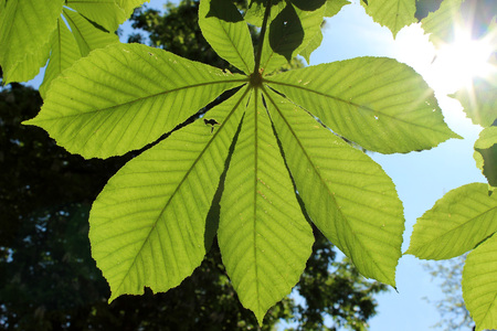 The chestnut leafの写真素材