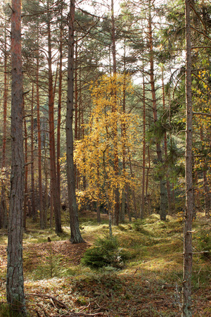 Solo tree with yellow leavesの写真素材