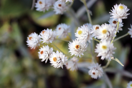 White blooming flowersの写真素材