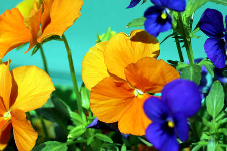 Colorful blooming pansies