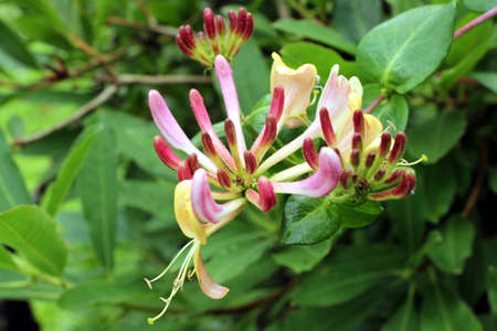 Closeup photo of blooming colorful flowerの写真素材