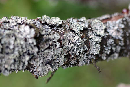 Macro photo of lichen on a branchの写真素材