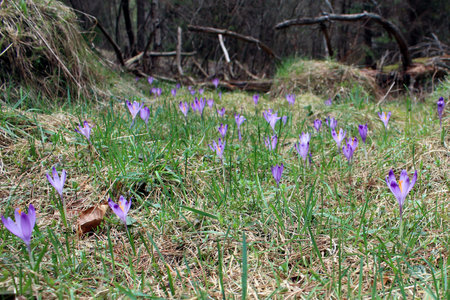 Field of blooming violet crocusesの写真素材