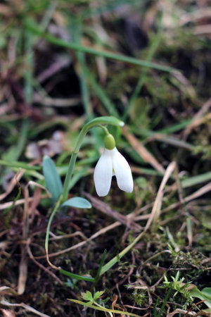 Closeup photo of blooming snowdropの写真素材
