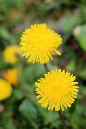Yellow dandelion flowers in green grass, closeup of photoの写真素材