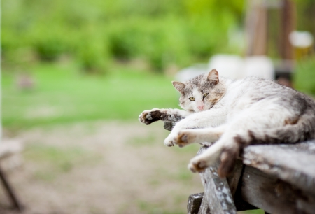 lazy gray cat lying on wooden board over green backgroundの写真素材