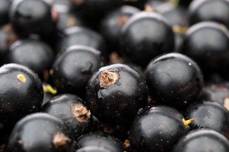 black currant berries backgroundの写真素材