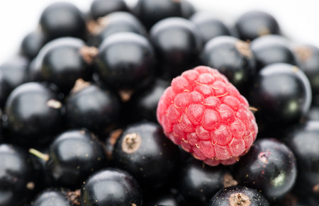 single frash raspberry lying on black currant backgroundの写真素材