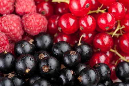 berries composition red and black currant and red raspberry backgroundの写真素材