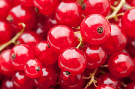fresh red currant sprigs backgroundの写真素材