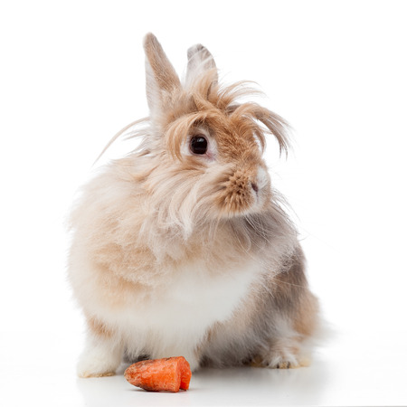 funny lionhead rabbit with carrot isolated on whiteの写真素材