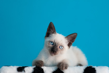Siamese kitten sitting over blue background, looking at camera/の写真素材