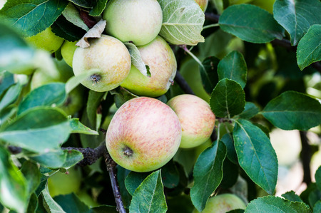 Green apples on a branch outdoors background