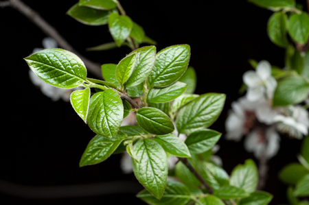 twig with green leaves over dark backgroundの写真素材