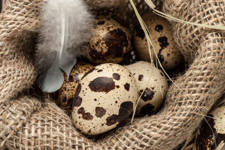 quail eggs in burlap sack close-upの写真素材