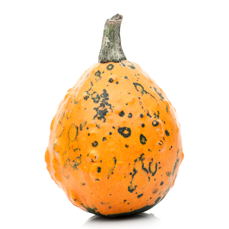 small tiny pumpkin isolated on white backgroundの写真素材