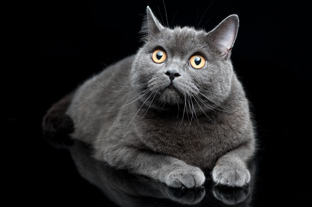 Portrait of Gray British shorthair cat with yellow eyes on a black backgroundの写真素材