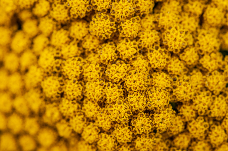 garden yellow flower macro backgroundの写真素材