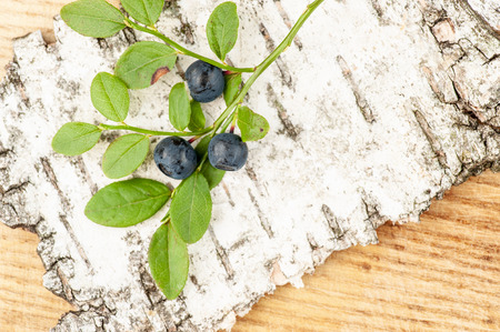 A sprig of blueberries lies on birch bark.の写真素材