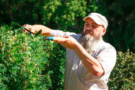 Man With A Beard Working In Garden, Trimming Hedge With Scissors.の写真素材