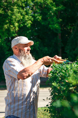 Man With A Beard Working In Garden, Trimming Hedge With Scissors. vertical shot.の写真素材