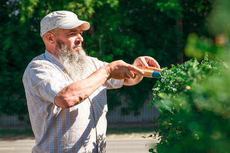 Home And Garden Concept. Gardener Trimming Hedge. Bush Pruning Work. Gardening And Cutting...