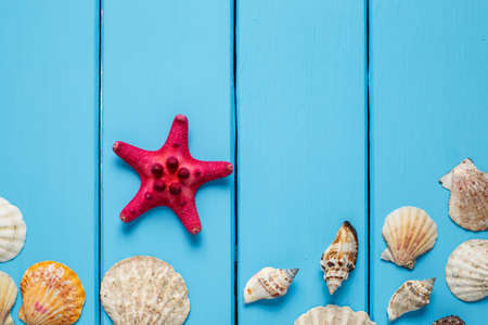 Summer background, Seashells on blue wooden background, Seashells on light blue backgroundの写真素材