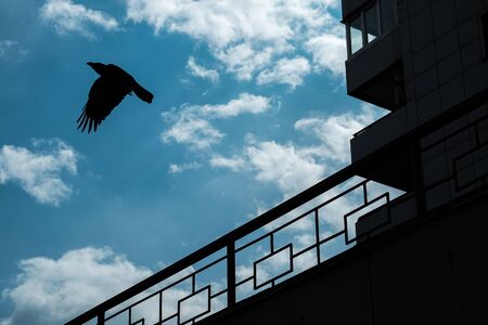 Raven flying from a building on a cloudy background.の写真素材