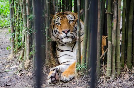 tiger resting between bamboo trees in a zoo.