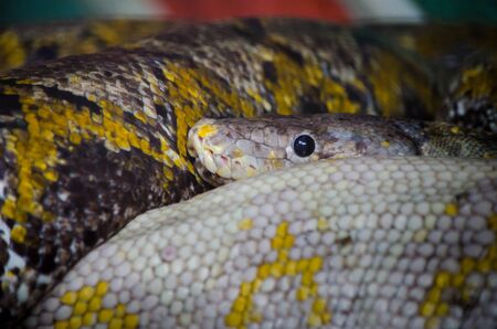close-up python snake curled up in a ring.