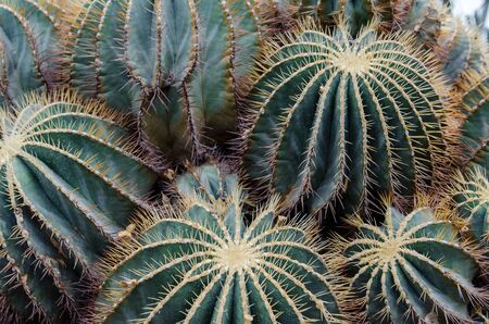 growing plants and cactus in a botanical garden Singapore.の写真素材