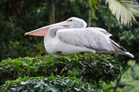 The great white pelican sitting on a tree.の写真素材