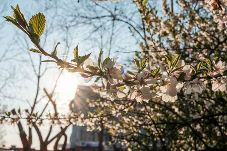 blooming cherry flowers close-up in the sunlight.