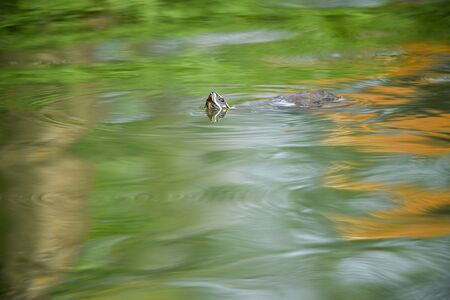 the turtle stuck its head out of the lake.