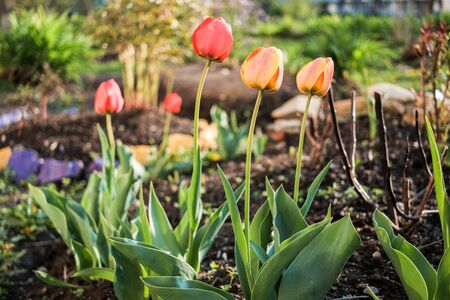 red and orange tulips blooming in the gardenの写真素材