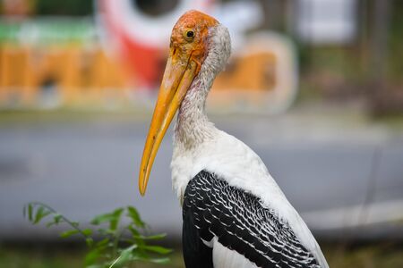 Portrait of Marabu bird or secretary bird close-up.の写真素材
