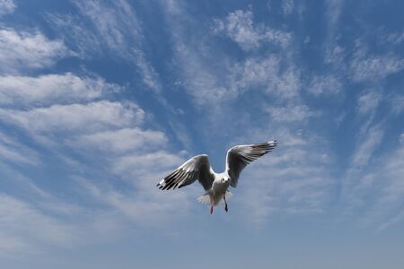 close-up of an attacking seagull flapping its wings against a cloudy blue sky.の写真素材