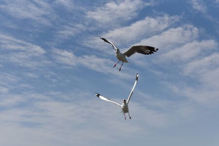 close-up of an attacking seagull flapping its wings against a cloudy blue sky.の写真素材