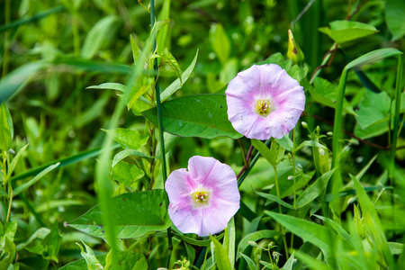 Pink field bindweed or convolvulus arvensis flower growing in prairie grasses.の写真素材