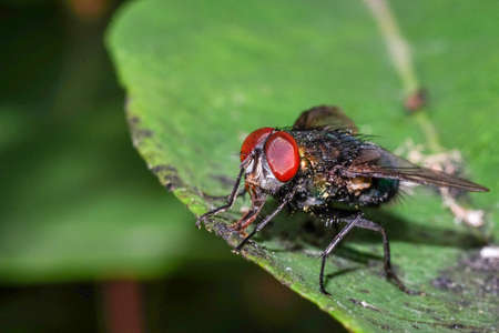 close-up fly on a green leaf, macro photography.