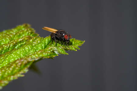 close-up fly on a green leaf, macro photography.の写真素材