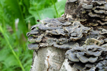 mushrooms on a tree trunk shallow depth of field, trunk with mushrooms, photo of mushrooms on tree trunk in forest, many mushrooms on the stump, stray growths on the trunk.の写真素材