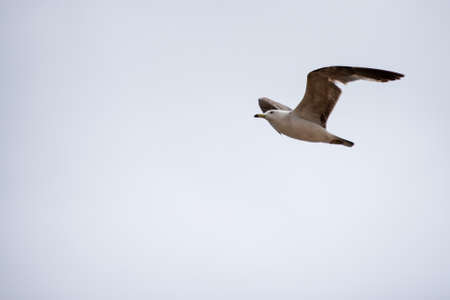 Single seagull flying in a sky as a background.の写真素材