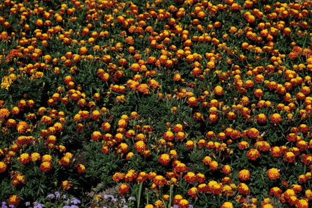 Blossom orange flower in a beautiful day.の写真素材
