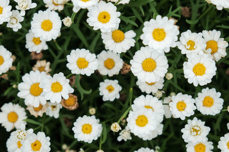 Selective focus of white camomiles on green field. top view.の写真素材