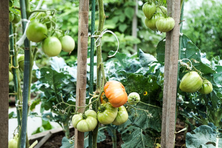 Close-up of green large tomatoes in a vegetable garden. Bio agriculture. Very tasteful tomatoes grown in the family garden, without chemicals. Family tradition of growing vegetables at home.の写真素材
