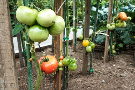 Close-up of green large tomatoes in a vegetable garden. Bio agriculture. Very tasteful tomatoes grown in the family garden, without chemicals. Family tradition of growing vegetables at home.の写真素材