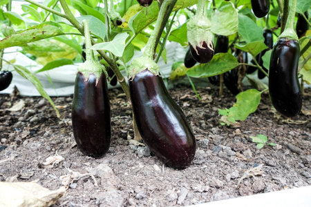 Eggplant fruits growing in the vegetable garden.の写真素材