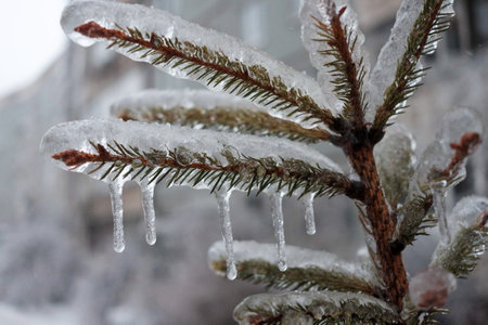 The plants were covered with a thick layer of ice after the freezing rain.の写真素材